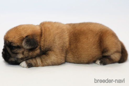 成約済の神奈川県のミックス犬-295458の6枚目